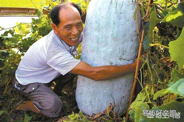 冬瓜皮上的那层白色物质是什么？有何作用？