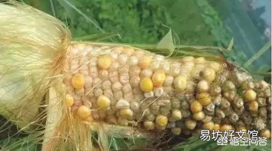 玉米市场再起“涟漪”，价格真的会持续上涨吗？