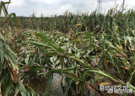 玉米市场再起“涟漪”，价格真的会持续上涨吗？