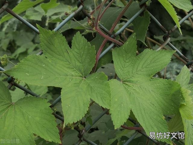 割人藤(葎草)有什么功效吗?