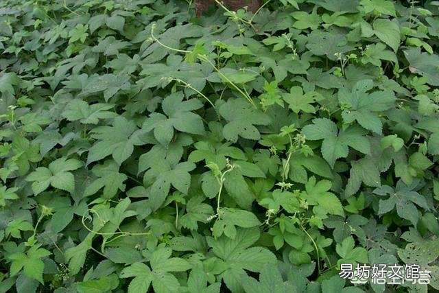 割人藤(葎草)有什么功效吗?