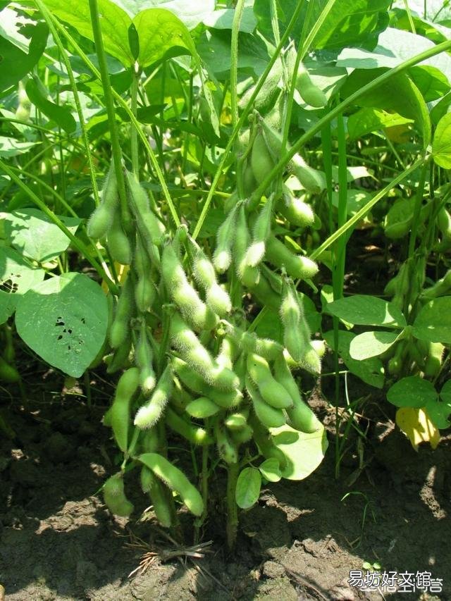 大豆虫子多应该打什么农药?