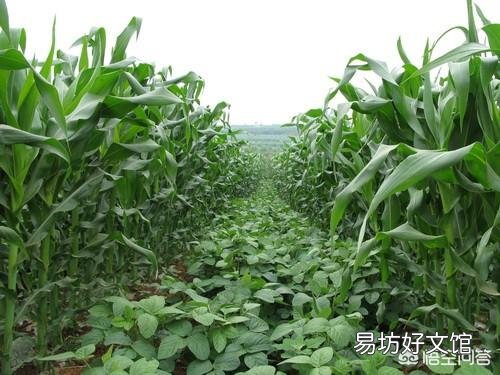 大豆虫子多应该打什么农药?