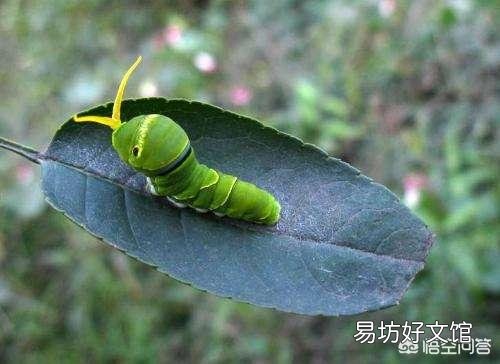 大豆虫子多应该打什么农药?