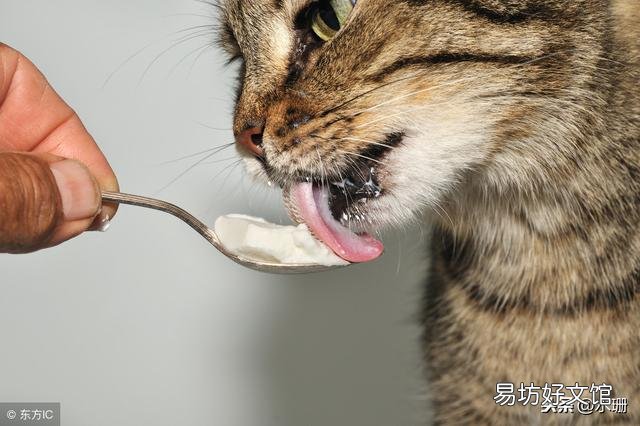 猫咪能喝酸奶吗(两个月的猫咪能喝酸奶吗)