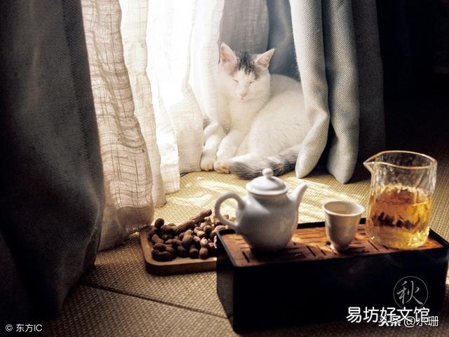 猫咪能喝酸奶吗(两个月的猫咪能喝酸奶吗)