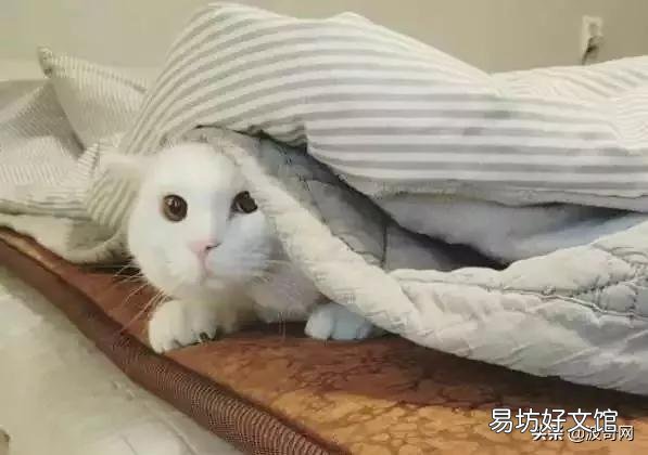 猫睡觉的时候抽搐(猫睡觉的时候抽搐吧唧嘴)