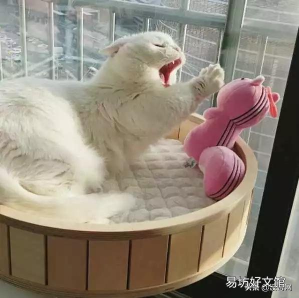 猫睡觉的时候抽搐(猫睡觉的时候抽搐吧唧嘴)