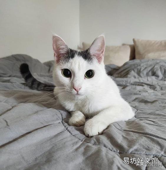 猫睡觉的时候抽搐(猫睡觉的时候抽搐吧唧嘴)