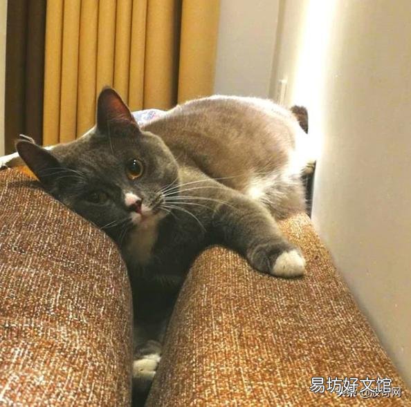猫睡觉的时候抽搐(猫睡觉的时候抽搐吧唧嘴)