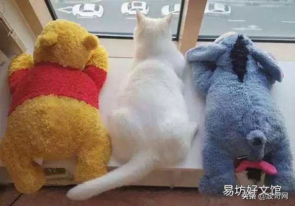猫睡觉的时候抽搐(猫睡觉的时候抽搐吧唧嘴)