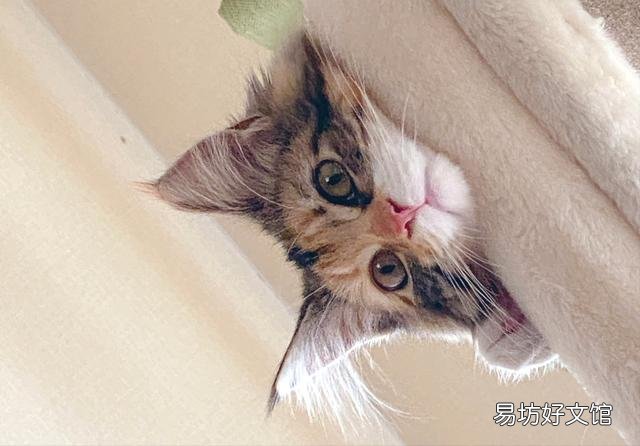 猫一直打喷嚏(猫一直打喷嚏是怎么回事)
