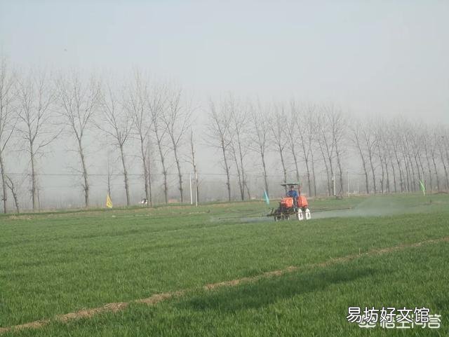 小麦什么时候打药最好?