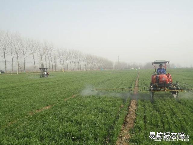 小麦什么时候打药最好?