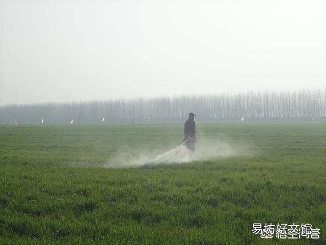小麦什么时候打药最好?