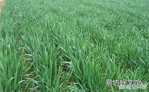 小麦什么时候打药最好?