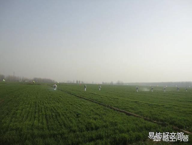 小麦什么时候打药最好?