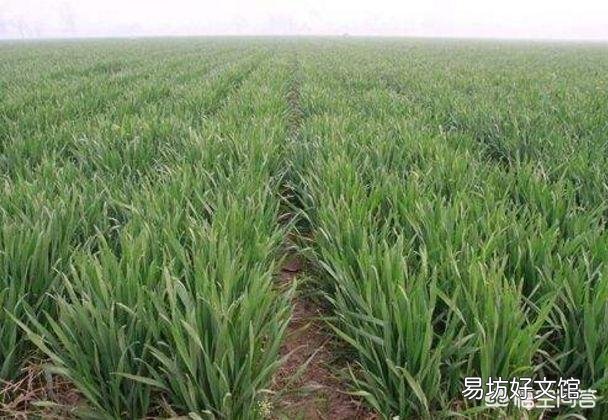 小麦什么时候打药最好?