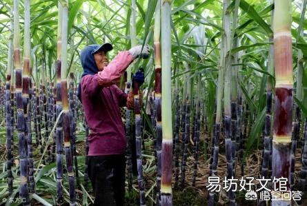甘蔗适合在北方种植吗?