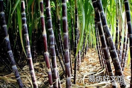 甘蔗适合在北方种植吗?