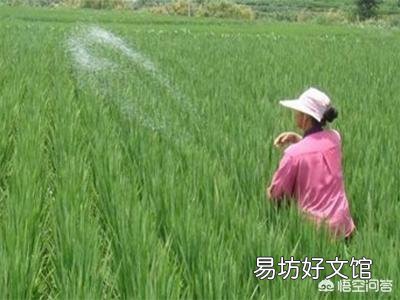 水稻孕穗肥以什么肥为主?