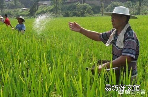 水稻孕穗肥以什么肥为主?