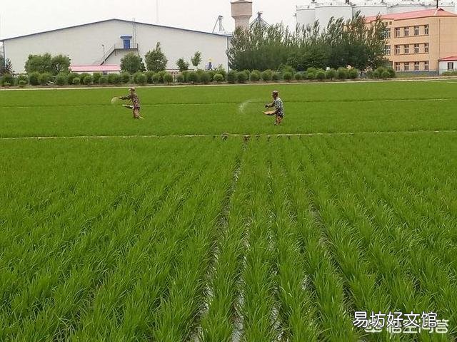 水稻孕穗肥以什么肥为主?
