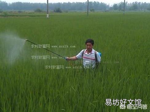 水稻孕穗肥以什么肥为主?