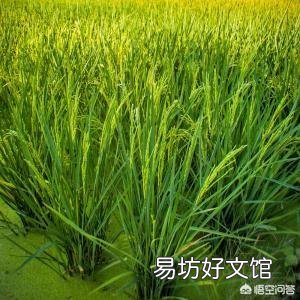 水稻中后期该怎么进行管理?技术要点有哪些?