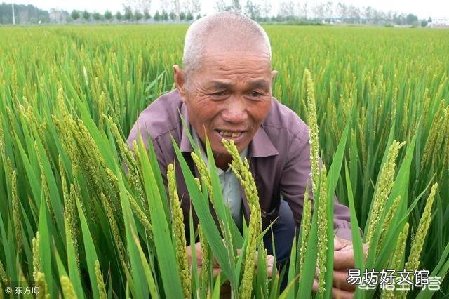 水稻中后期该怎么进行管理?技术要点有哪些?