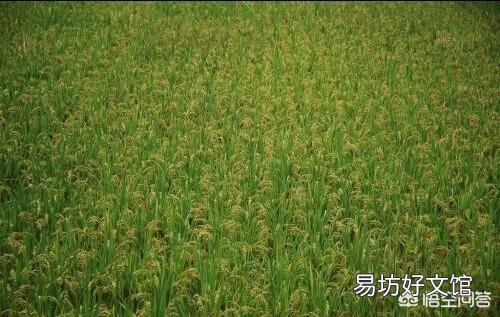 水稻中后期该怎么进行管理?技术要点有哪些?