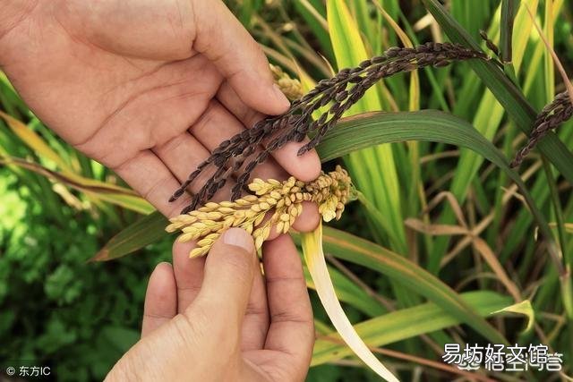 水稻中后期该怎么进行管理?技术要点有哪些?