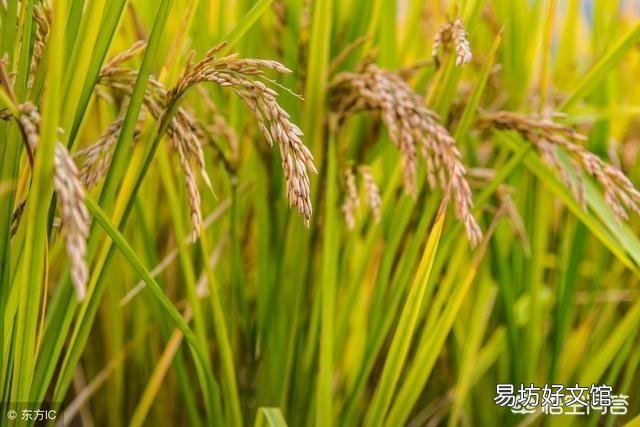 水稻中后期该怎么进行管理?技术要点有哪些?