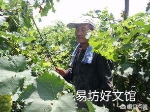 磷酸二氢钾在葡萄上使用应注意什么问题?怎样识别二氢钾的真假?