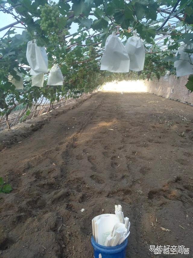磷酸二氢钾在葡萄上使用应注意什么问题?怎样识别二氢钾的真假?