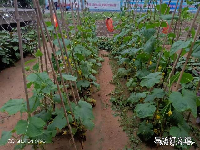 何时种植秋季芸豆比较好?有哪些注意事项?