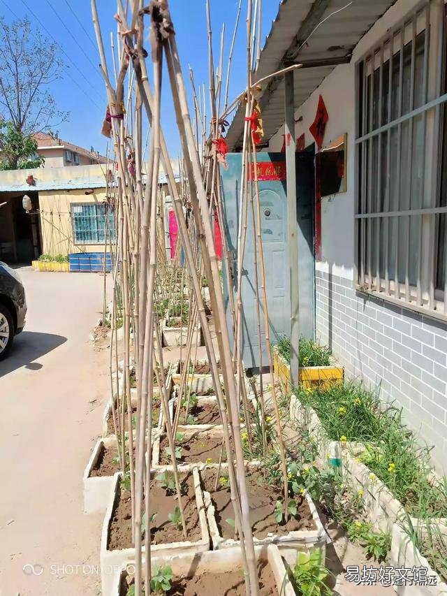 何时种植秋季芸豆比较好?有哪些注意事项?