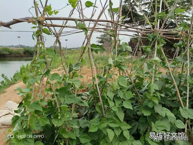 何时种植秋季芸豆比较好?有哪些注意事项?