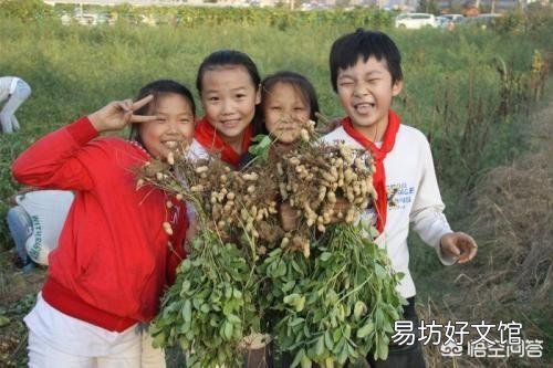 花生到底起垄好还是平地种植更好些呢?