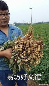 花生到底起垄好还是平地种植更好些呢?