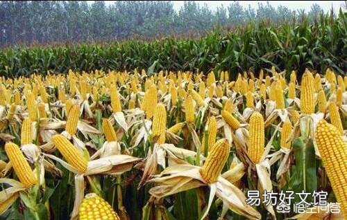 玉米去雄应该怎么去?