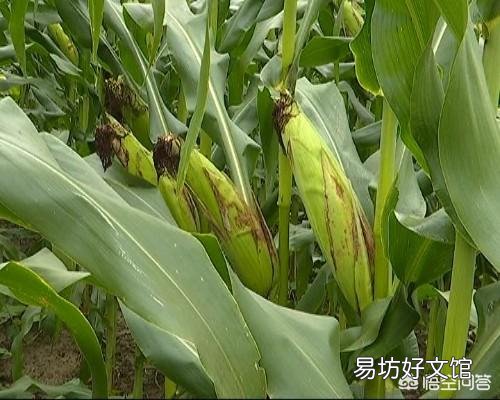 玉米去雄应该怎么去?