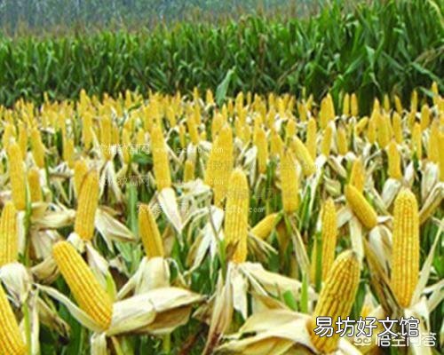 玉米去雄应该怎么去?