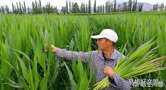 玉米去雄应该怎么去?
