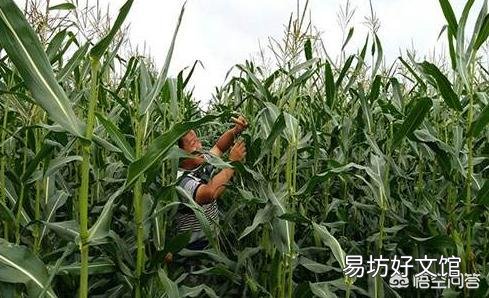 玉米去雄应该怎么去?