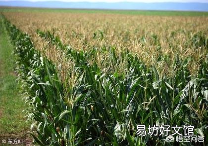 玉米去雄应该怎么去?