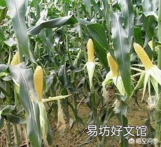 玉米去雄应该怎么去?
