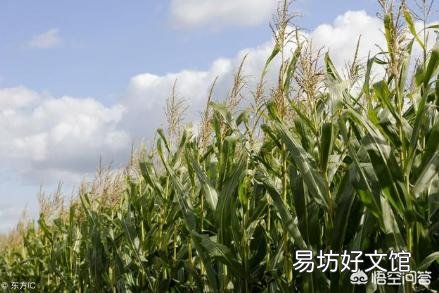 玉米去雄应该怎么去?