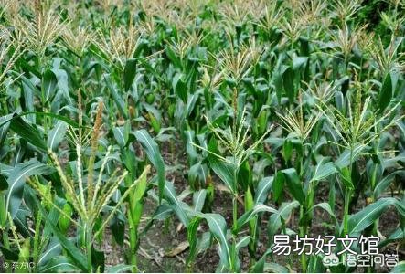 玉米去雄应该怎么去?