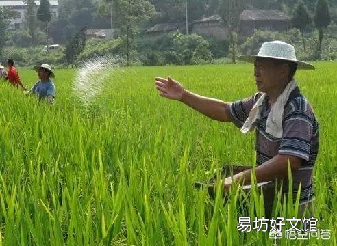 水稻什么时候适合追复合肥?